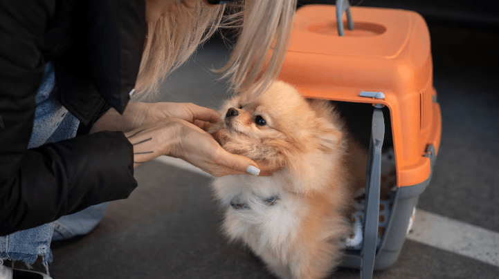 El Gobierno habilitó el traslado de animales domésticos en trenes y micros de larga&nbsp;distancia