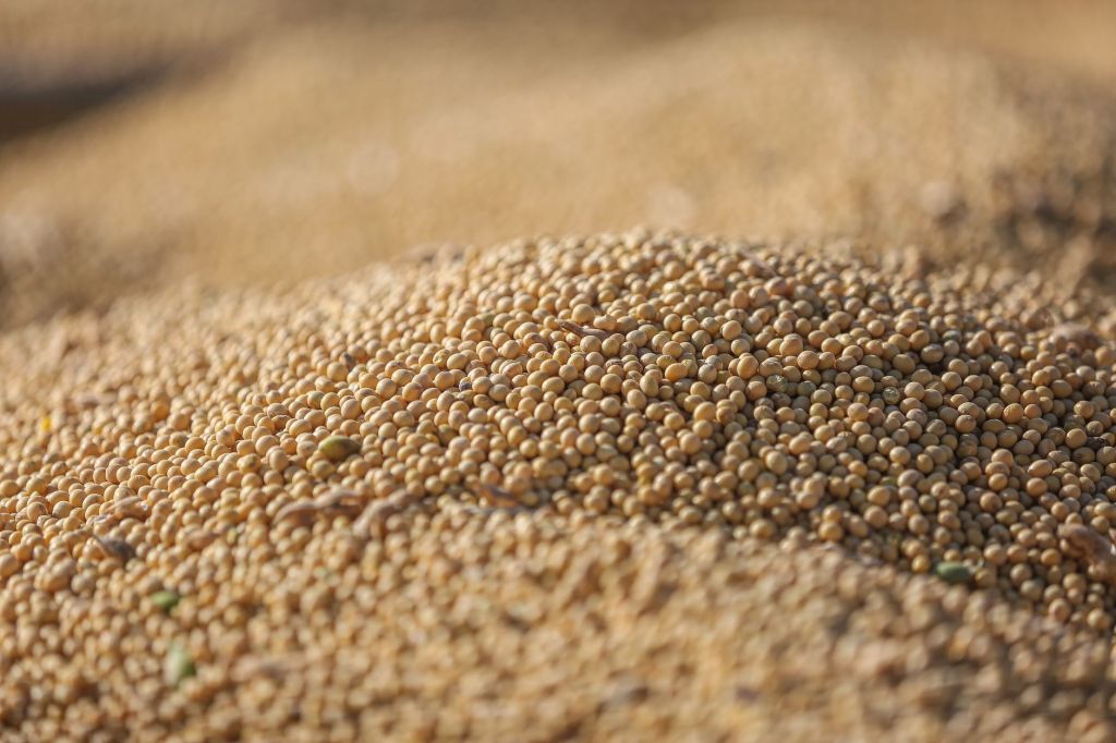 Molinos Agro logró cifras récord: triplicó ganancias por cosecha y retenciones