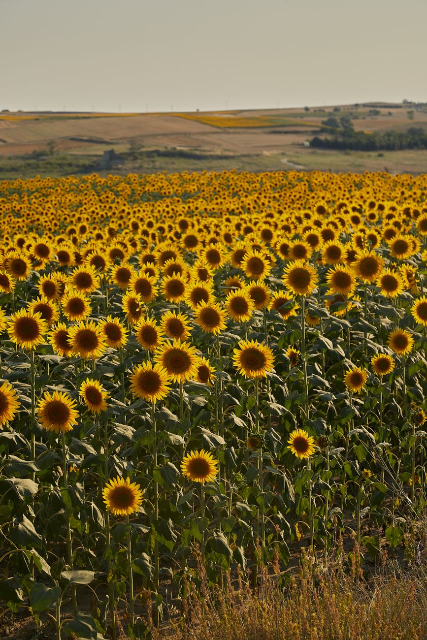 Girasol destaca con molienda máxima en dos&nbsp;décadas