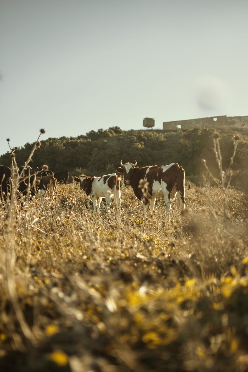 Mercado global demanda: ganadería argentina busca animales de mayor&nbsp;tamaño