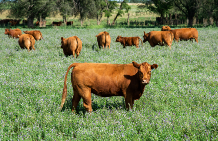 El campo denunció que La Pampa impulsa un SENASA paralelo y alertó por aumento de&nbsp;burocracia