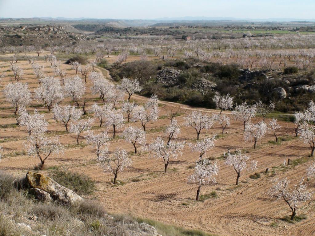 Reconversion en Mendoza: almendricultor abandona tradicion ante competencia&nbsp;regional