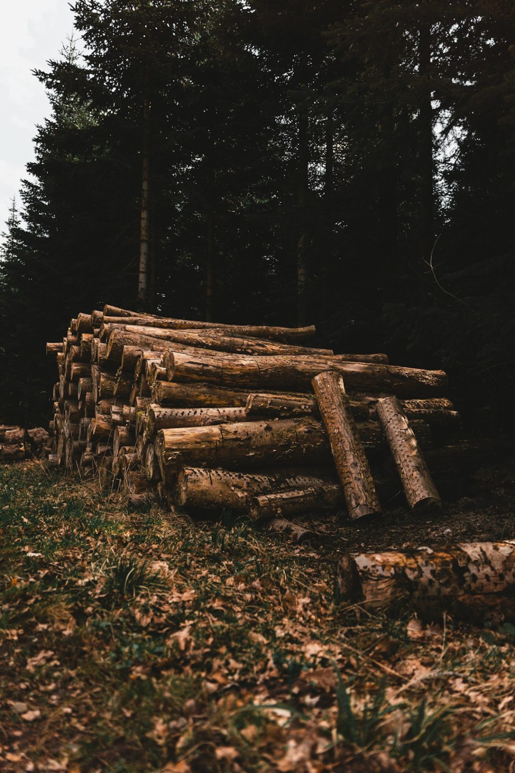 Inversiones forestales chocan contra consumo interno&nbsp;debil