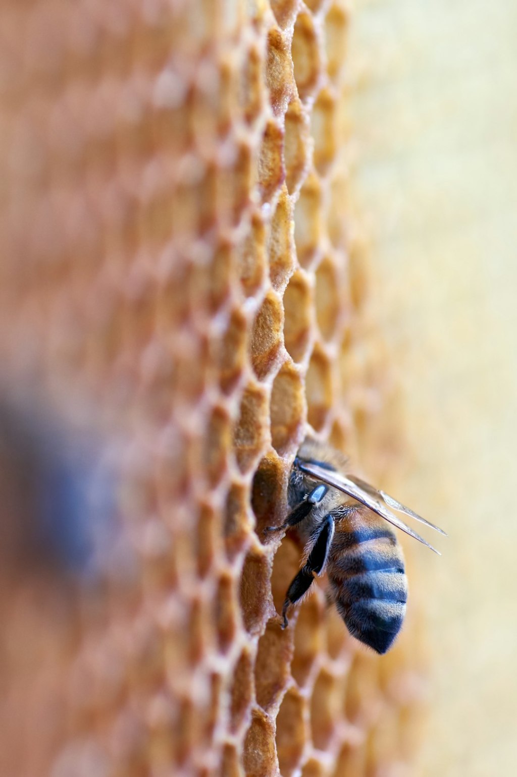 Huenu: cuando la pasión por las abejas se convierte en proyecto&nbsp;rural