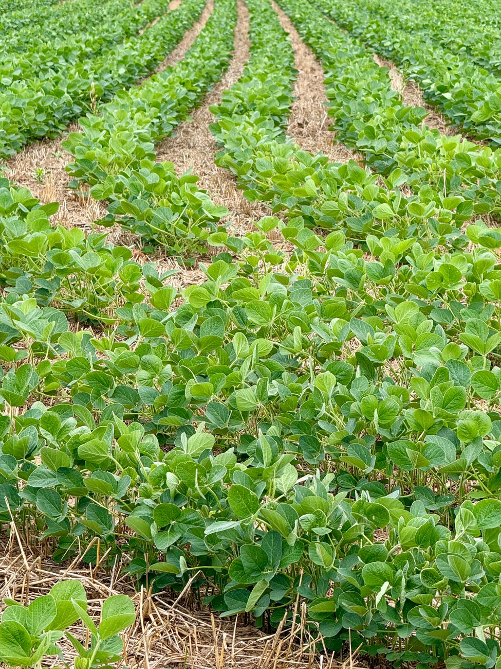 Biodiésel como destino preponderante del aceite de soja estadounidense en&nbsp;2026