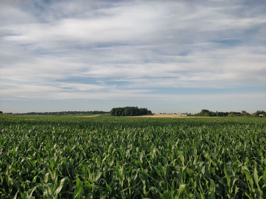 Sector agrícola acelera comercialización de maíz por incertidumbre&nbsp;global